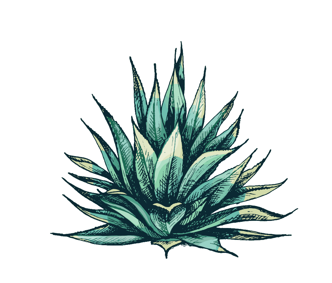 dm-images-about-agave-3